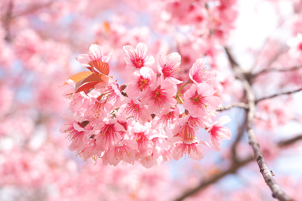 wild-himalayan-cherry-blossoms-spring-season-prunus-cerasoides-pink-sakura-flower-background
